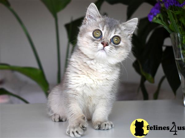 thechubbyfacedcat Picture 3